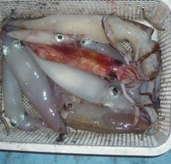 松福丸 釣果