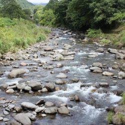 狩野川(狩野川漁業協同組合) 釣果
