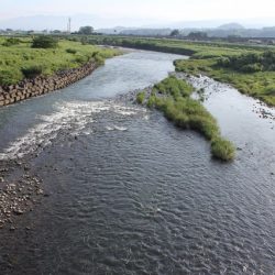 狩野川(狩野川漁業協同組合) 釣果
