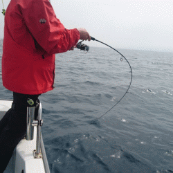 遊漁船ブルーウッズ 釣果