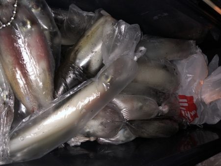 幸風（さちかぜ） 釣果