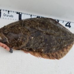 Magic（マジック） 釣果