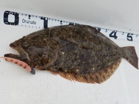 Magic（マジック） 釣果