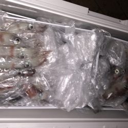 幸風（さちかぜ） 釣果