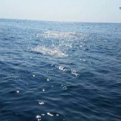 第五慶門丸 釣果