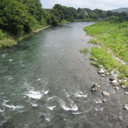 狩野川(狩野川漁業協同組合) 釣果