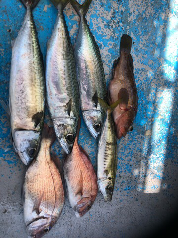 幸吉丸 釣果