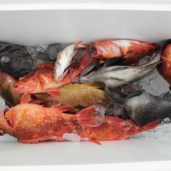 大進丸(新潟) 釣果