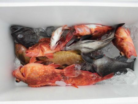 大進丸(新潟) 釣果