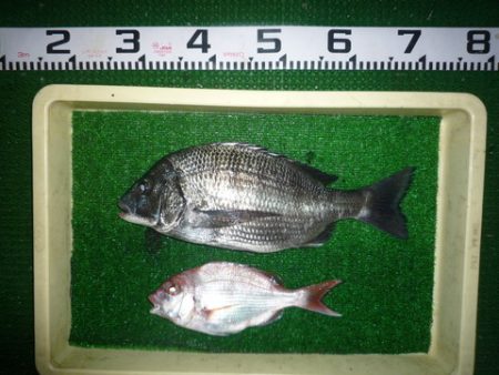 海山フィッシングセンター 釣果