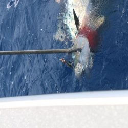 へいみつ丸 釣果