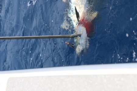 へいみつ丸 釣果