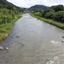 狩野川(狩野川漁業協同組合) 釣果