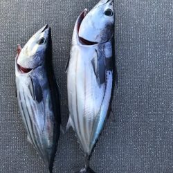 へいみつ丸 釣果