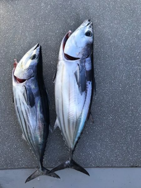 へいみつ丸 釣果