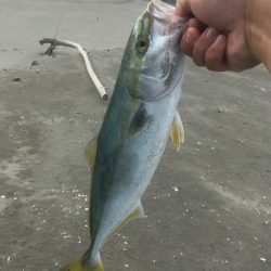 徳島北部の青物事情【きしょう氏連載 vol.1】