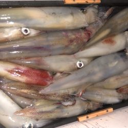 幸風（さちかぜ） 釣果