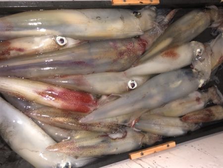 幸風（さちかぜ） 釣果