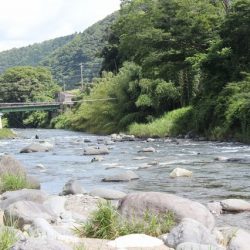 狩野川(狩野川漁業協同組合) 釣果