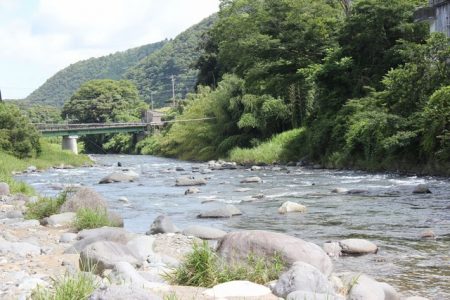 狩野川(狩野川漁業協同組合) 釣果