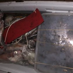 幸風（さちかぜ） 釣果