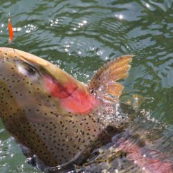 小菅トラウトガーデン 釣果