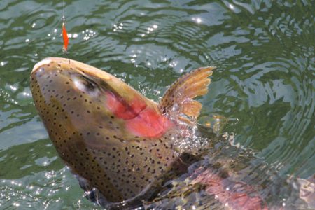 小菅トラウトガーデン 釣果