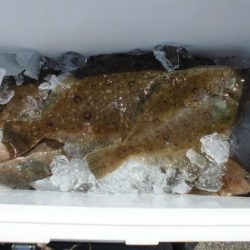 大進丸(新潟) 釣果