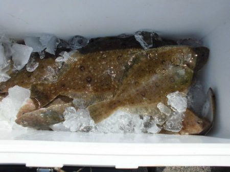 大進丸(新潟) 釣果