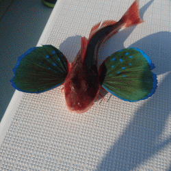 遊漁船ブルーウッズ 釣果