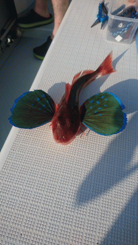 遊漁船ブルーウッズ 釣果