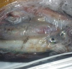 松福丸 釣果