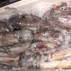 幸風（さちかぜ） 釣果