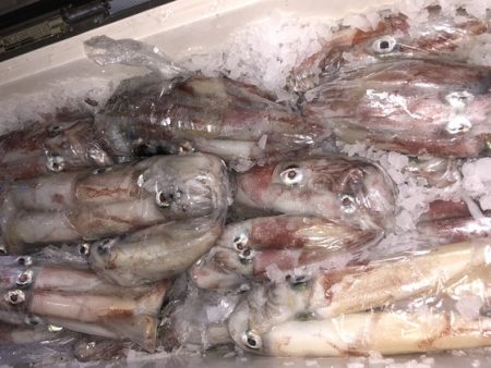 幸風（さちかぜ） 釣果