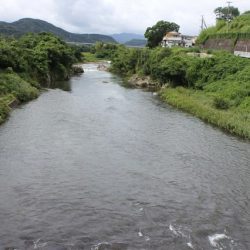 狩野川(狩野川漁業協同組合) 釣果