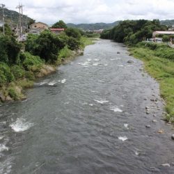 狩野川(狩野川漁業協同組合) 釣果