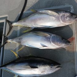 へいみつ丸 釣果