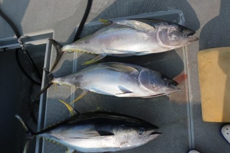へいみつ丸 釣果