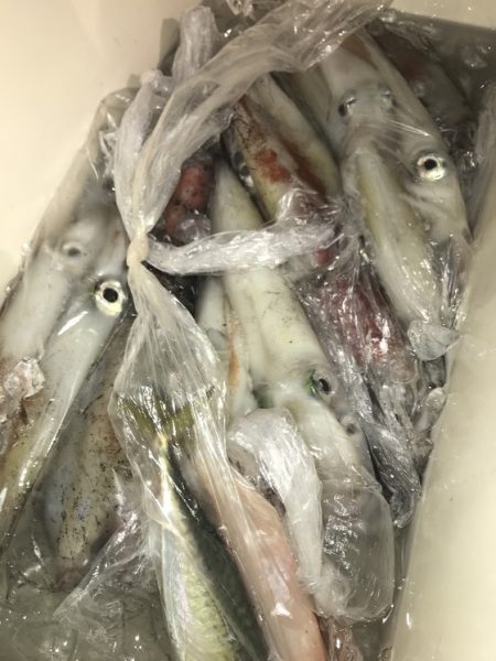 寿裕 （YOSHIHIRO） 釣果