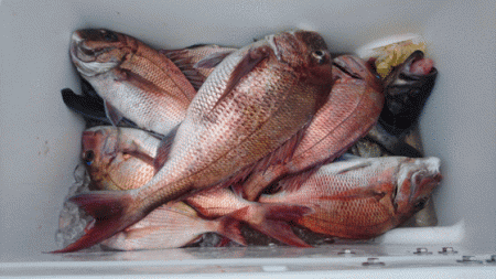 遊漁船ブルーウッズ 釣果