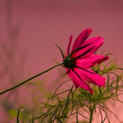 小菅トラウトガーデン 釣果