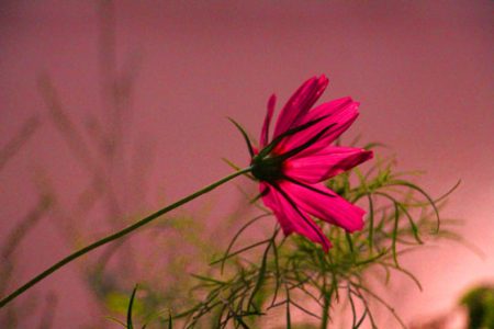 小菅トラウトガーデン 釣果