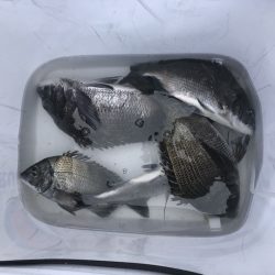 由良渡船 釣果