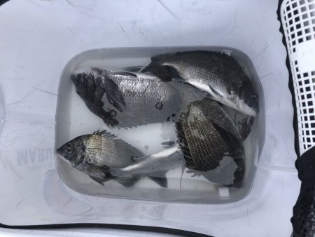 由良渡船 釣果