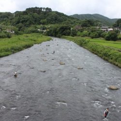 狩野川(狩野川漁業協同組合) 釣果