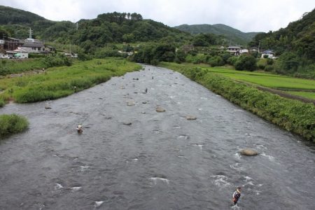 狩野川(狩野川漁業協同組合) 釣果
