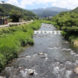 狩野川(狩野川漁業協同組合) 釣果