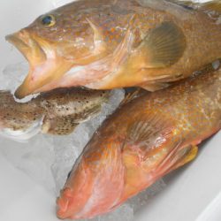 こうゆう丸 釣果