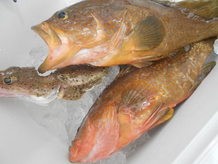 こうゆう丸 釣果