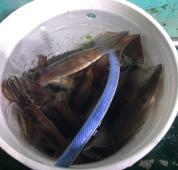 なかくに丸 釣果